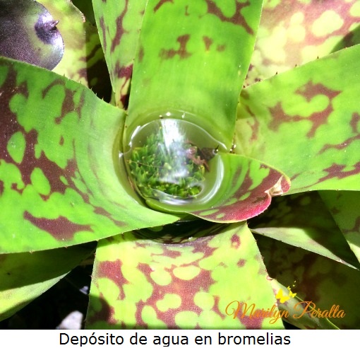Depósito de agua en bromelias