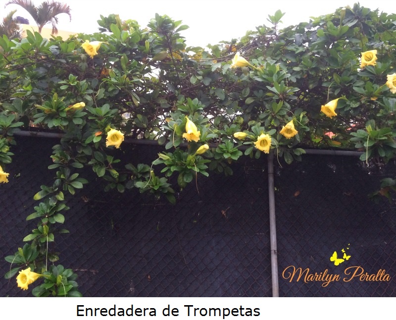 Enredadera de Trompetas