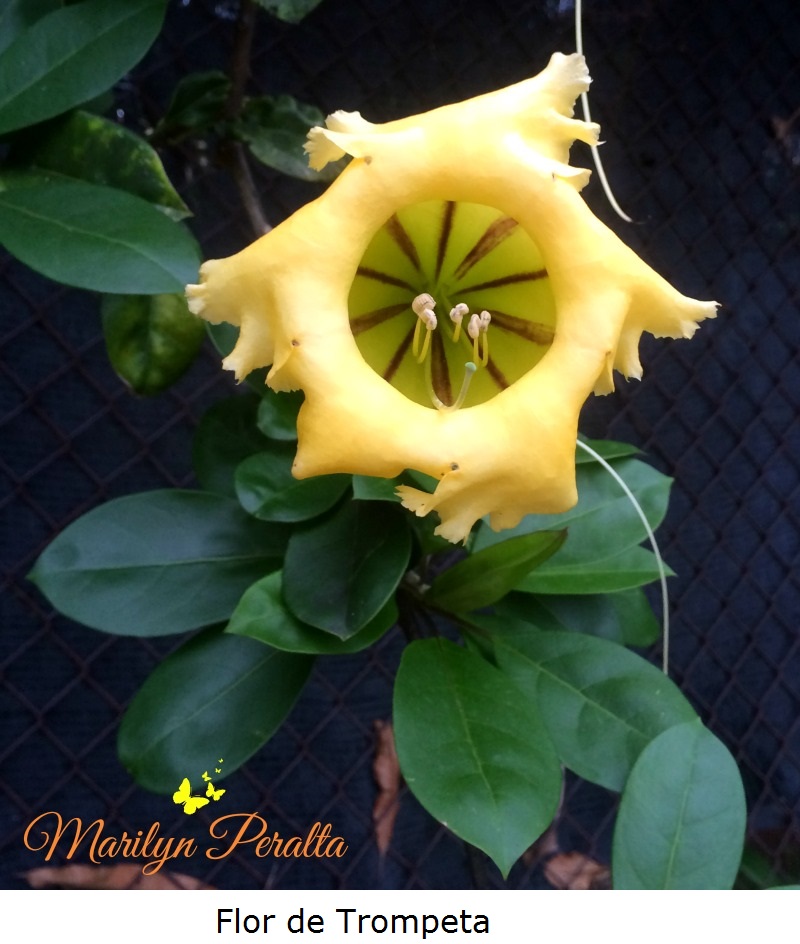 Flor de Trompeta