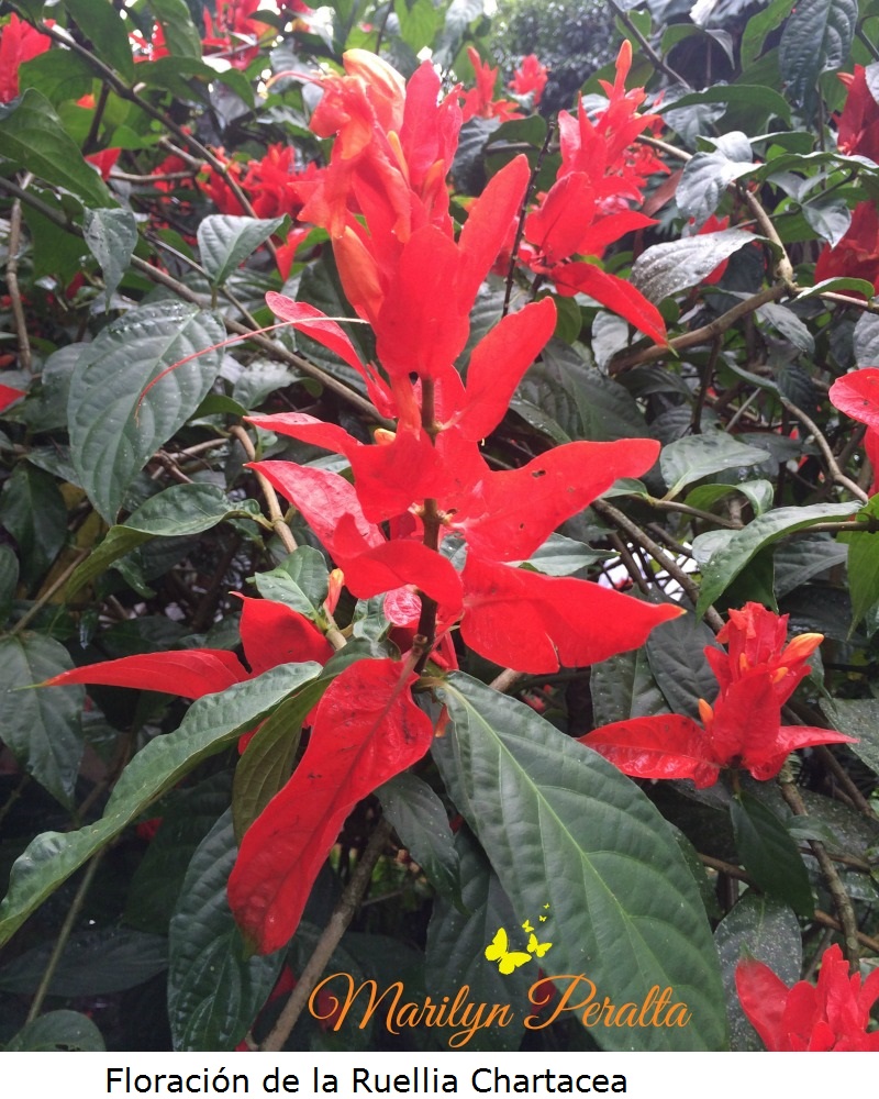 Floración de la Ruellia Chartacea