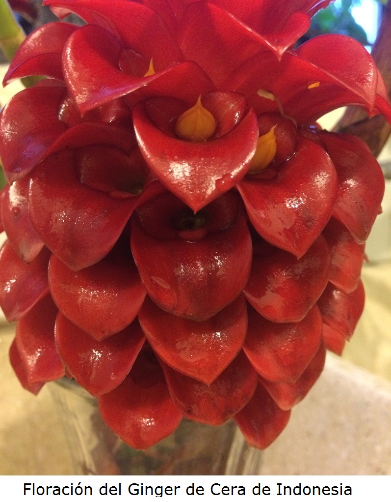 Floración del Ginger de Cera de Indonesia