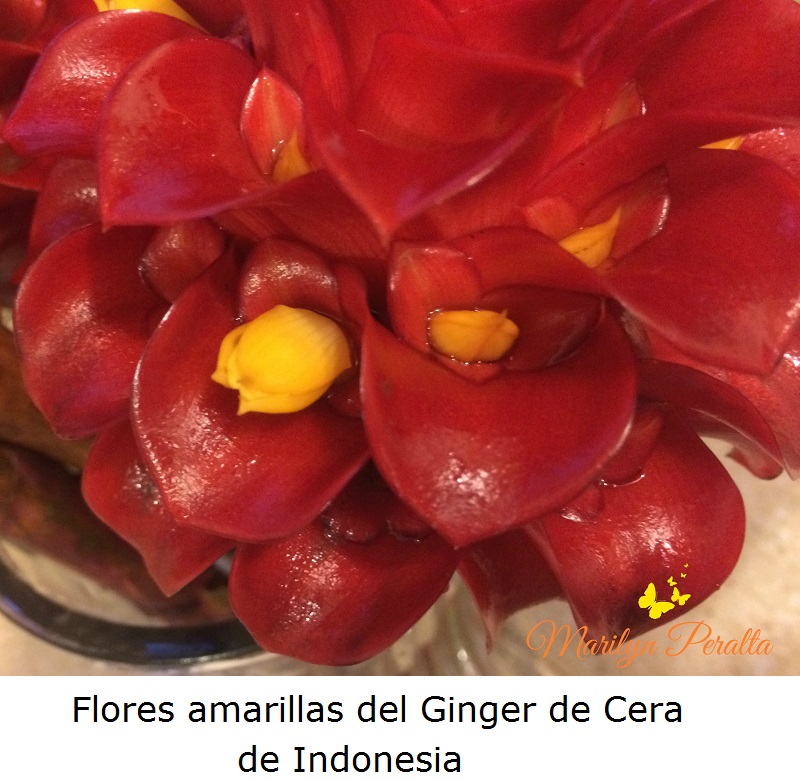 Flores amarillas del Ginger de Cera de Indonesia
