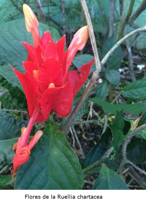 Flores de la Ruellia chartacea