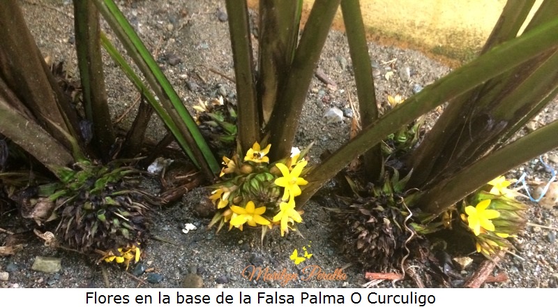 Flores en la base de la Falsa Palma