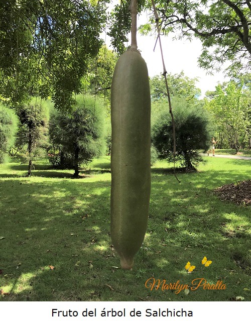 Fruto del arbol de salchicha