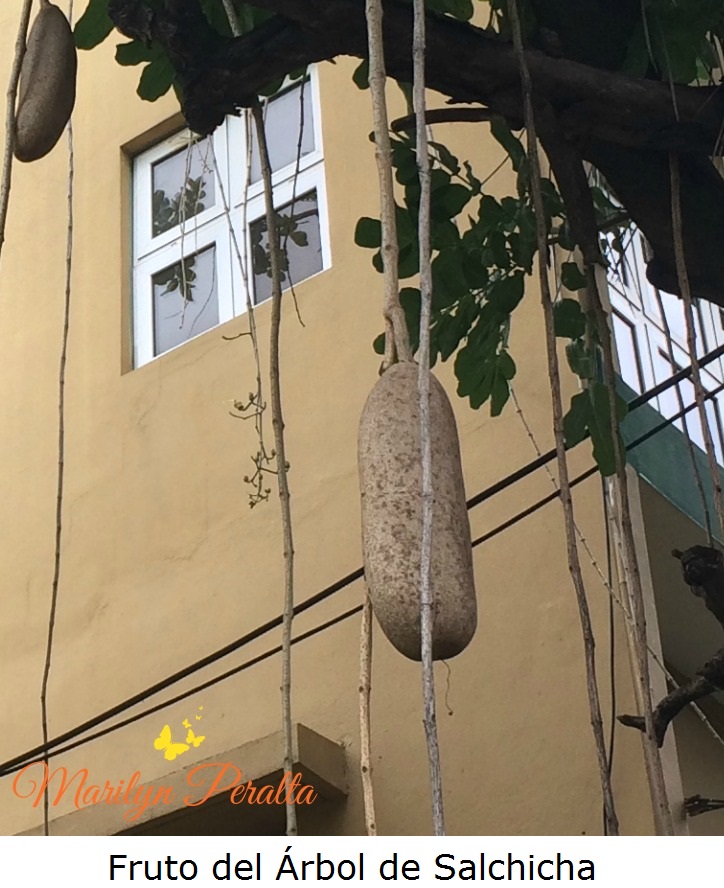 Fruto del Árbol de Salchicha