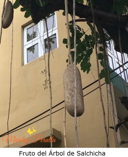 Fruto del Árbol de Salchicha