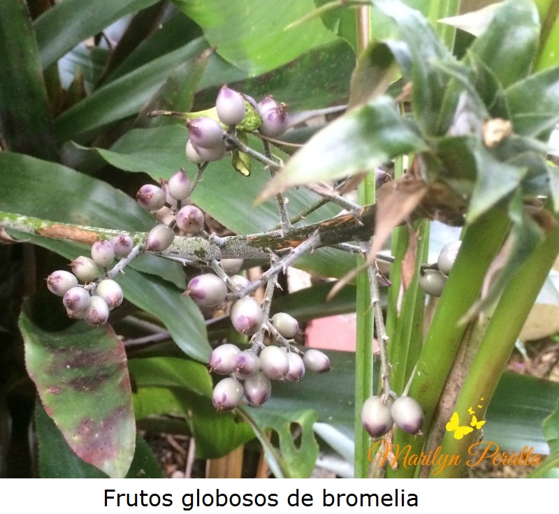 Frutos globosos de bromelia