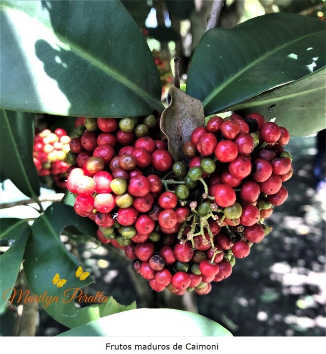 Frutas que se cultivan en República Dominicana – 1 – – Arboles y Flores ...