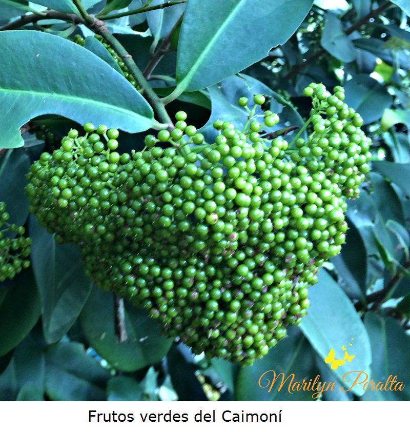 Frutos verdes del Caimoní