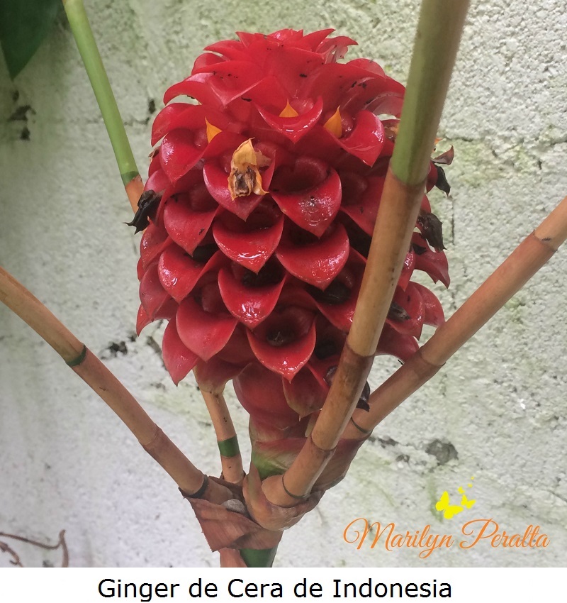 Ginger de Cera de Indonesia