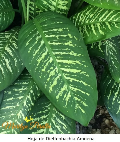 Hoja de Dieffenbacchia