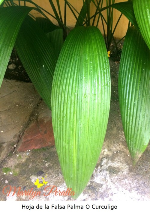 Hoja de la Falsa Palma o Curculigo