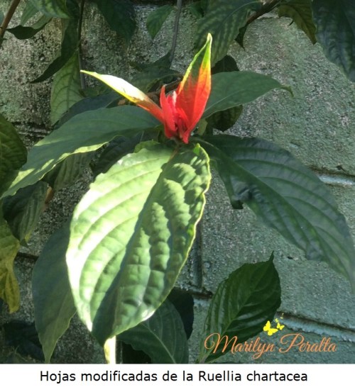 Hoja modificada de la Ruellia chartacea
