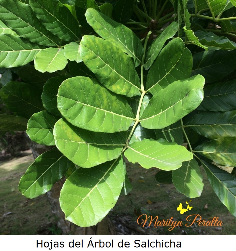Hojas del Árbol de Salchicha