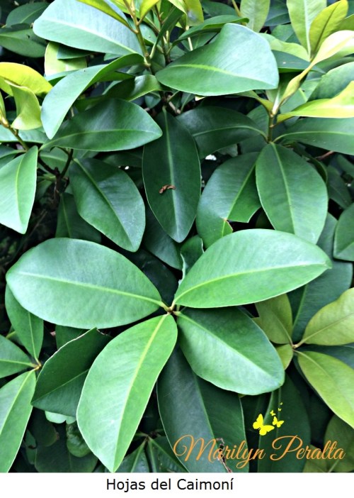 Hojas del Caimoní