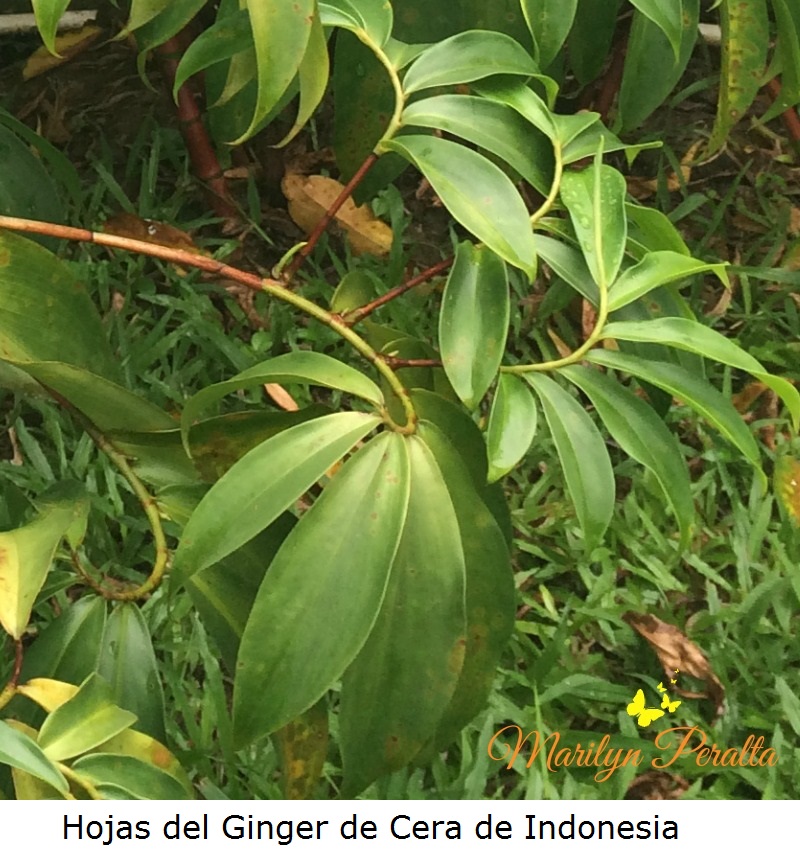 Hojas del Ginger de Cera de Indonesia