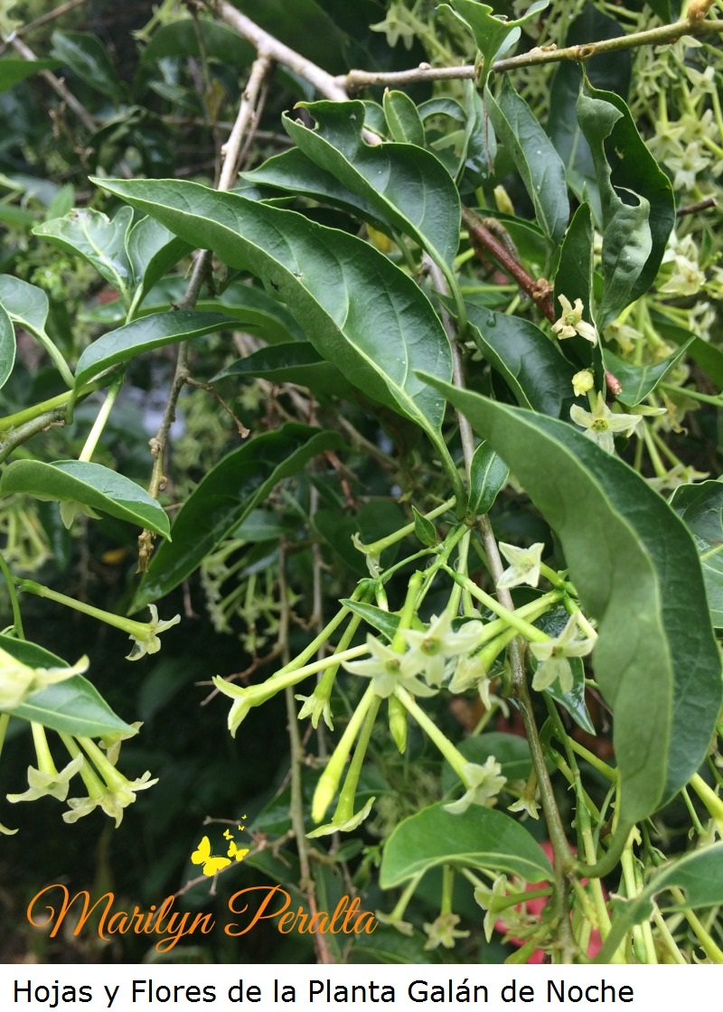 Hojas y Flores de la Planta Galán de Noche
