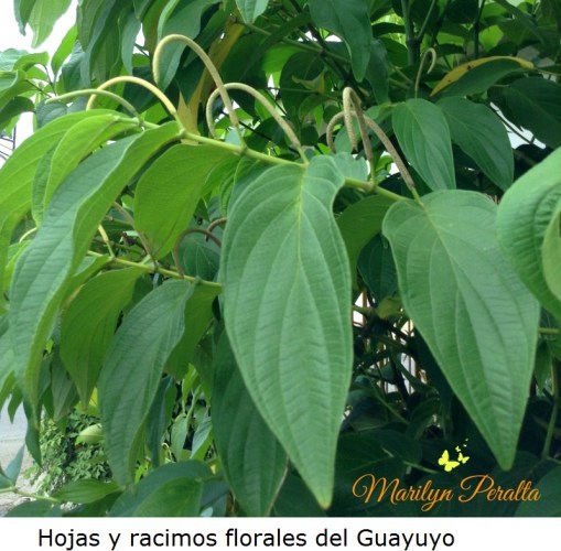 Hojas y racimos florales del Guayuyo