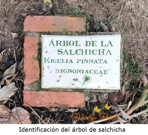 Identificacion del arbol de salchicha