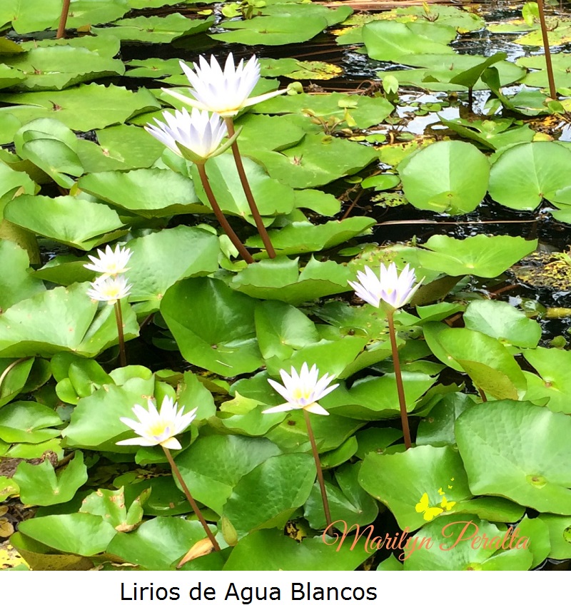 Lirios de Agua Blancos
