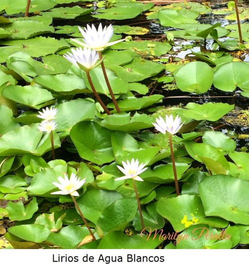 Lirios de Agua Blancos