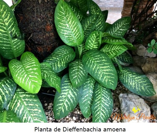 Planta de Dieffenbacchia amoena