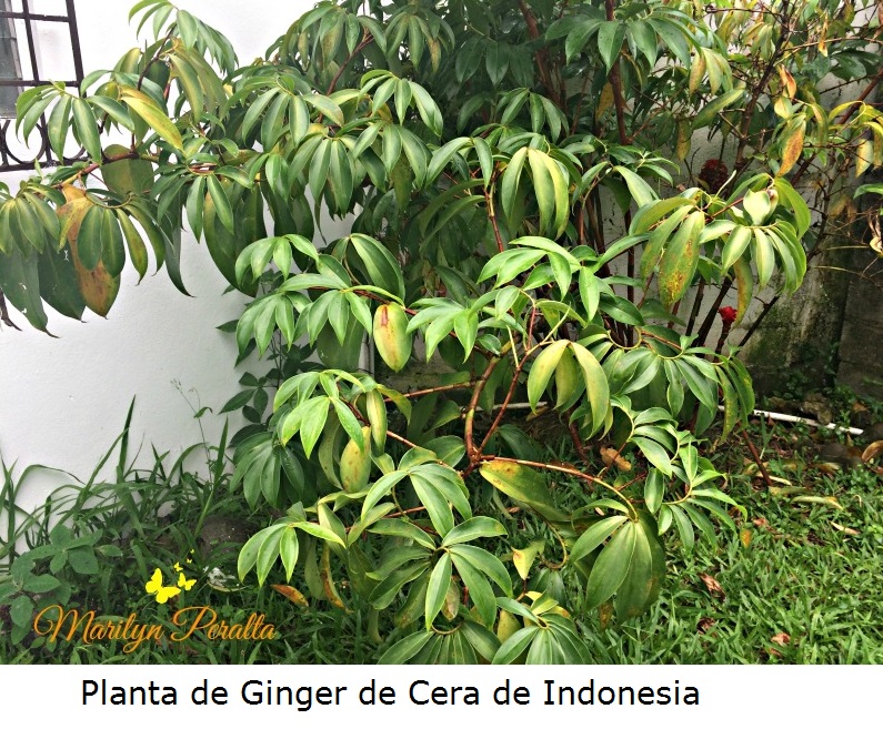 Planta de Ginger de Cera de Indonesia