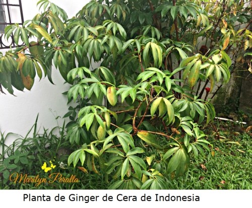 Planta de Ginger de Cera de Indonesia