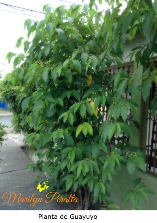 Planta de Guayuyo