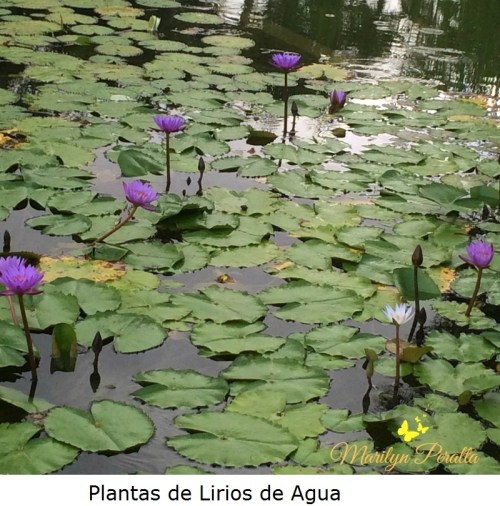 Plantas de Lirio de Agua A