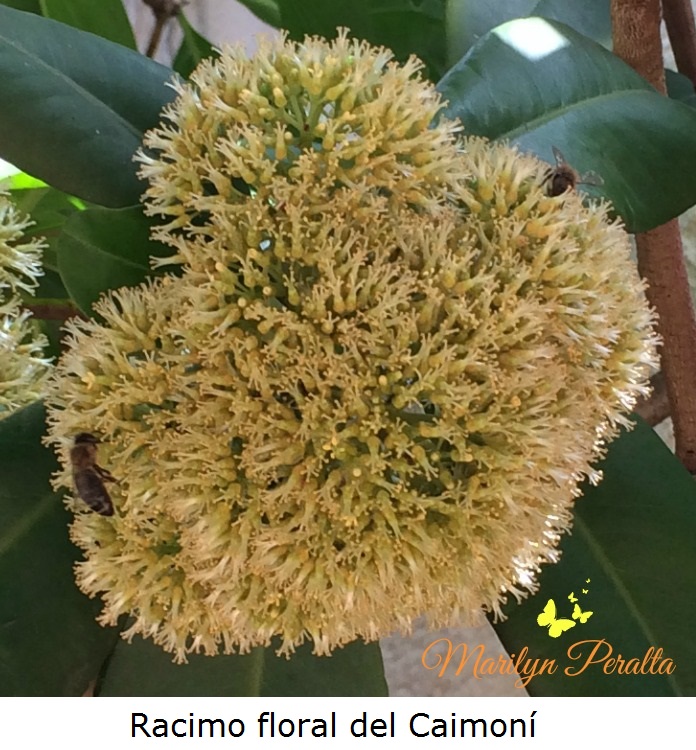 Racimo floral del Caimoní
