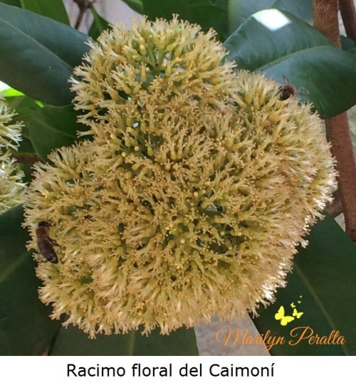 Racimo floral del Caimoní