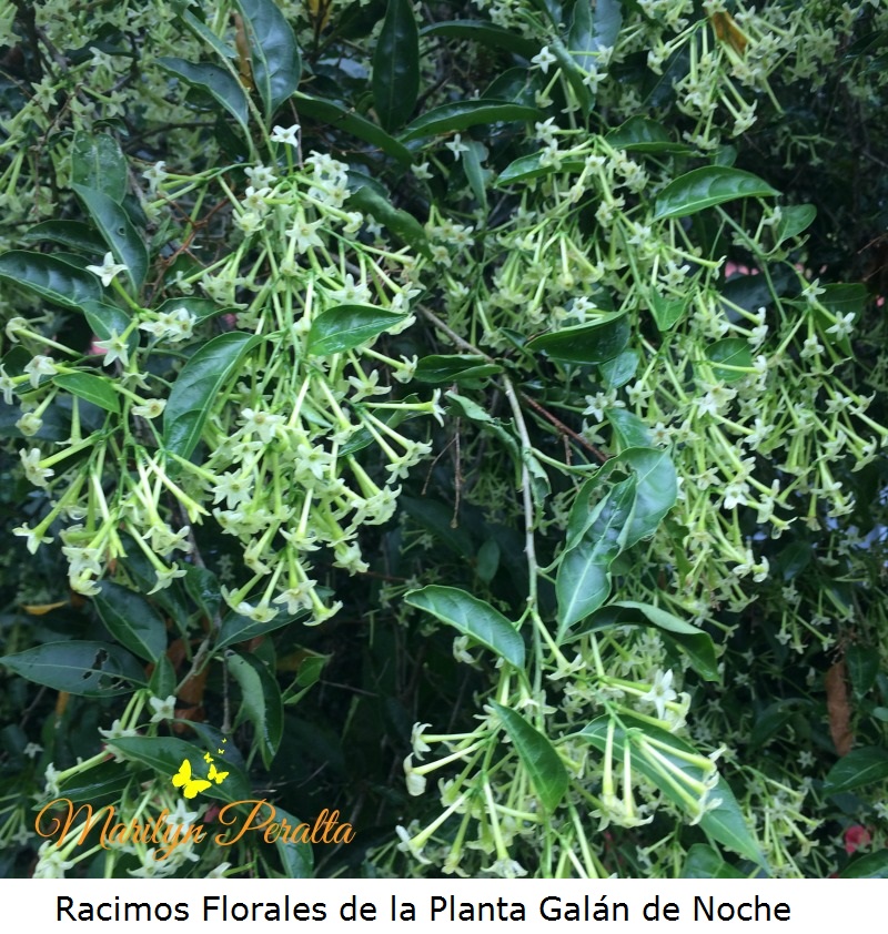 Racimos Florales de la Planta Galán de Noche