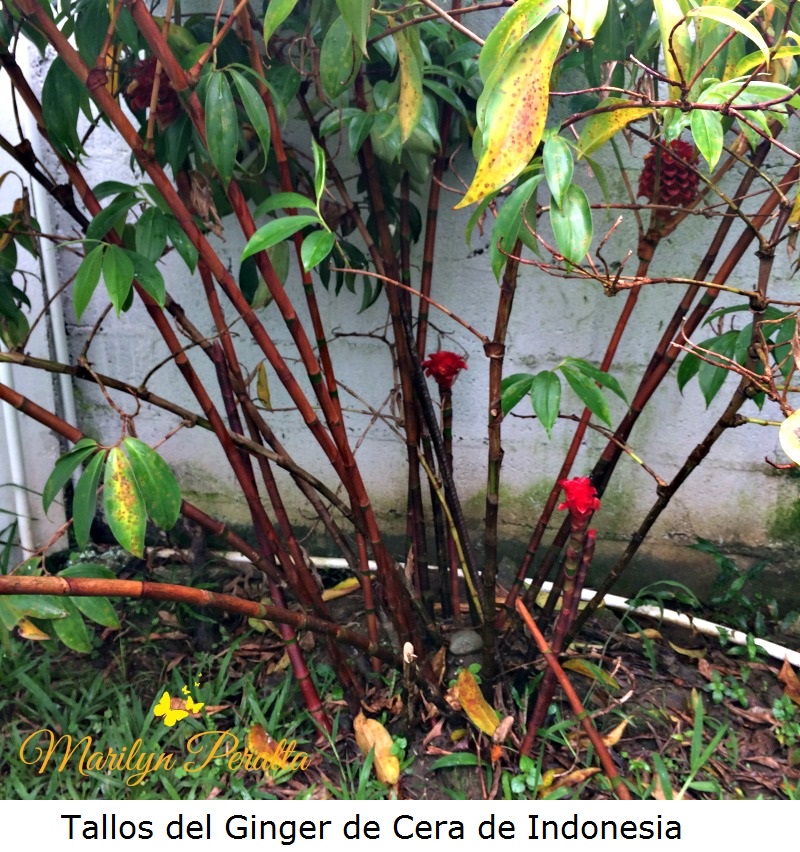 Tallos del Ginger de Cera de Indonesia