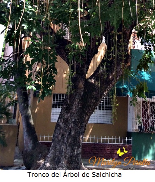 Tronco del Árbol de Salchicha