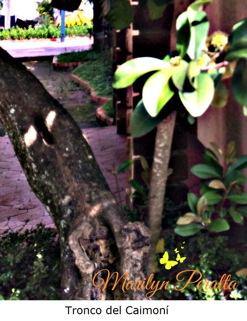 Tronco del Caimoní