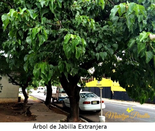 Arbol de Jabilla Extranjera