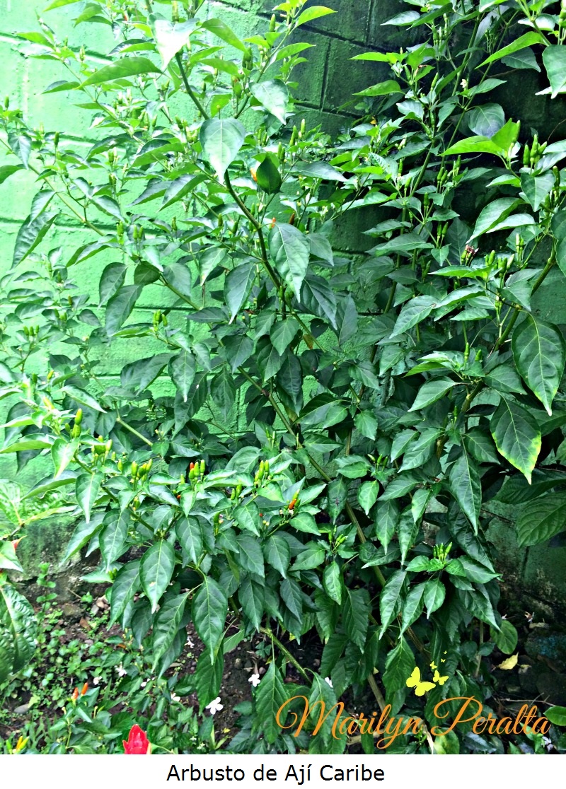Arbusto de Ají Caribe