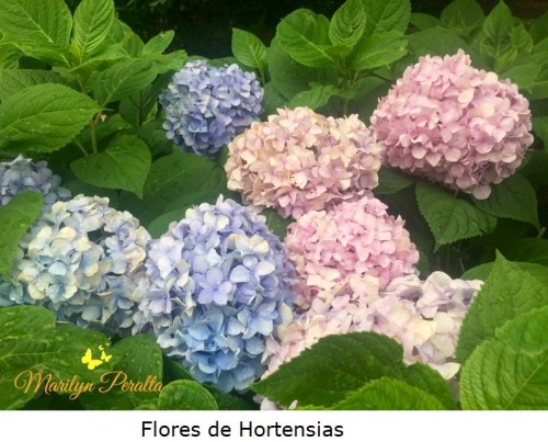 Flores de Hortensias