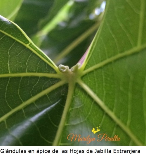 Glándulas en ápice de las hojas