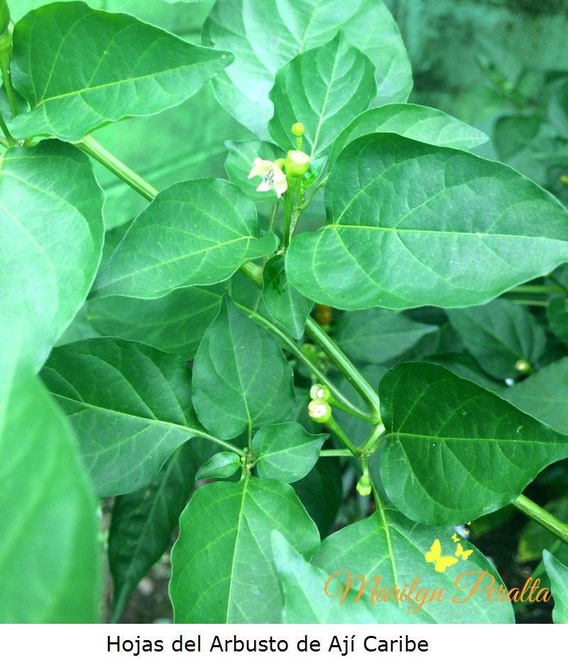 Hojas del arbusto de Ají Caribe