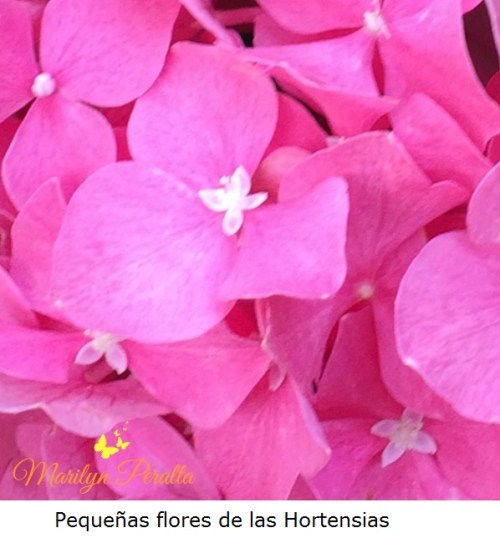 Pequeñas flores de las Hortensias
