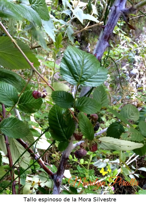 Tallo espinoso de la Mora Silvestre