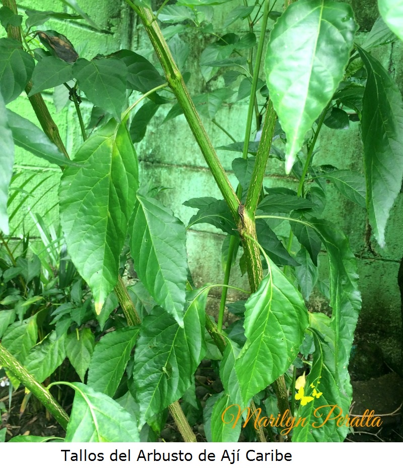 Tallos del arbusto de Ají Caribe
