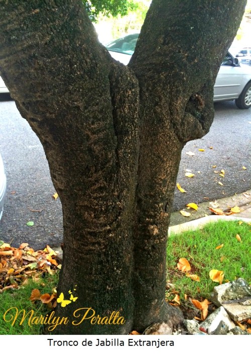 Tronco de Jabilla Extranjera