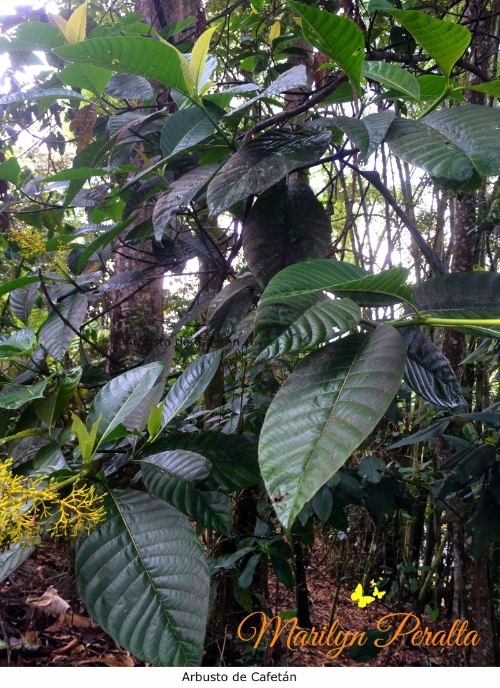 Arbusto de Cafetan (1)