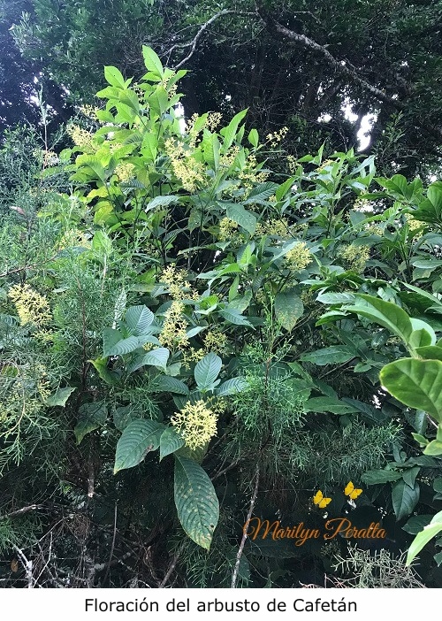 Floracion del Cafetan