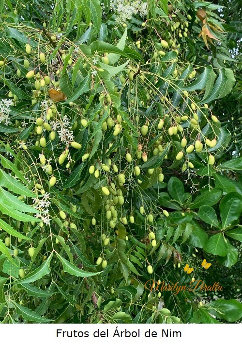 Frutos del Arbol de Nim A
