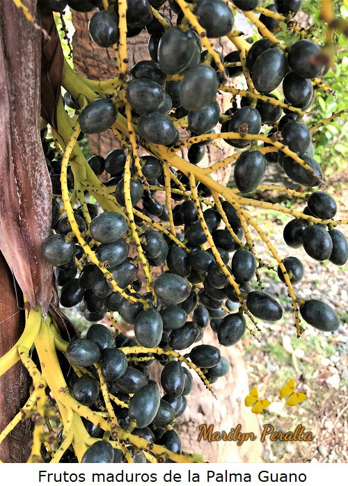 Frutos maduros Palma Guano